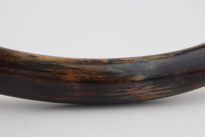 Restored woolly mammoth tusk