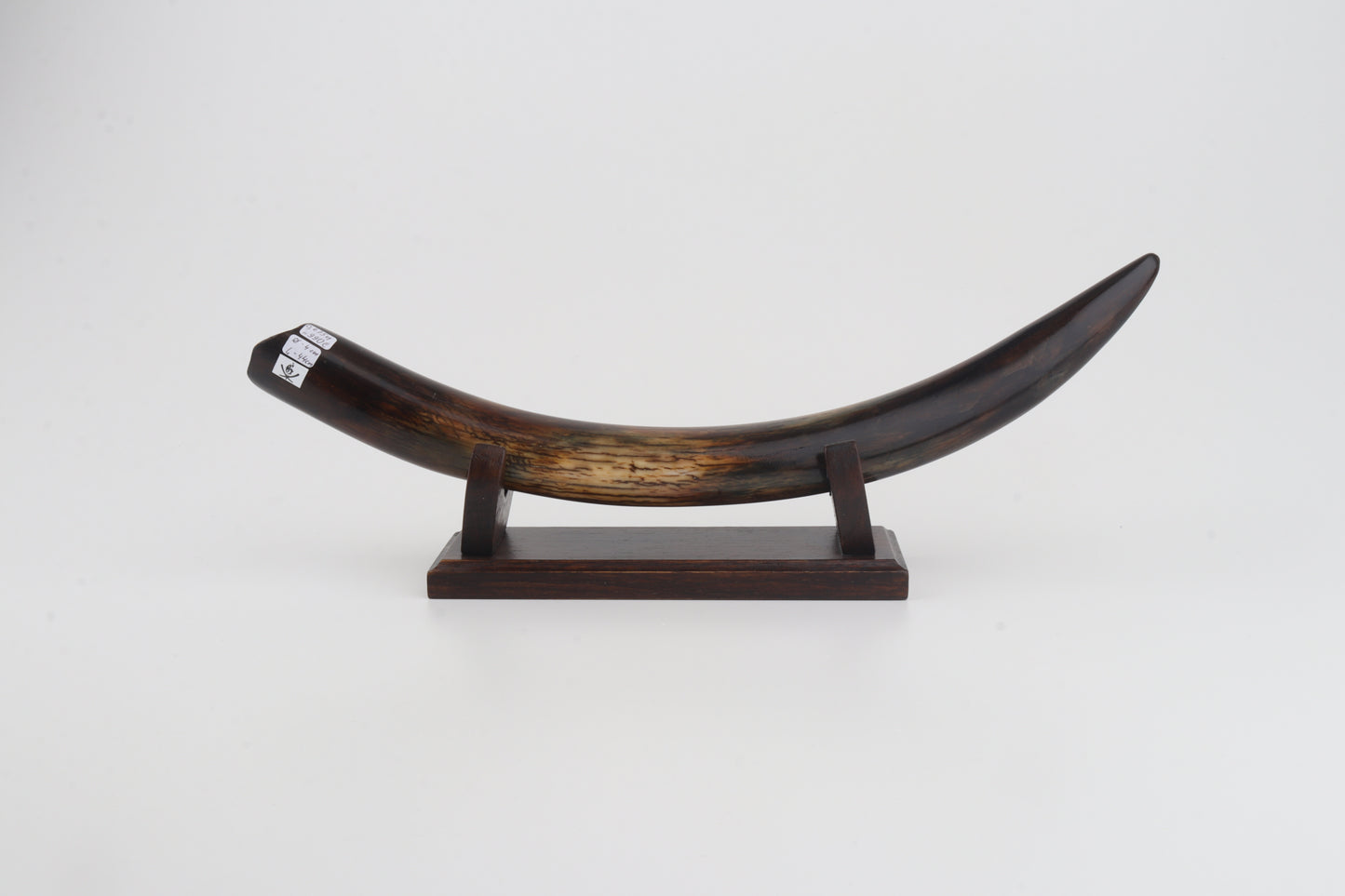 Restored woolly mammoth tusk