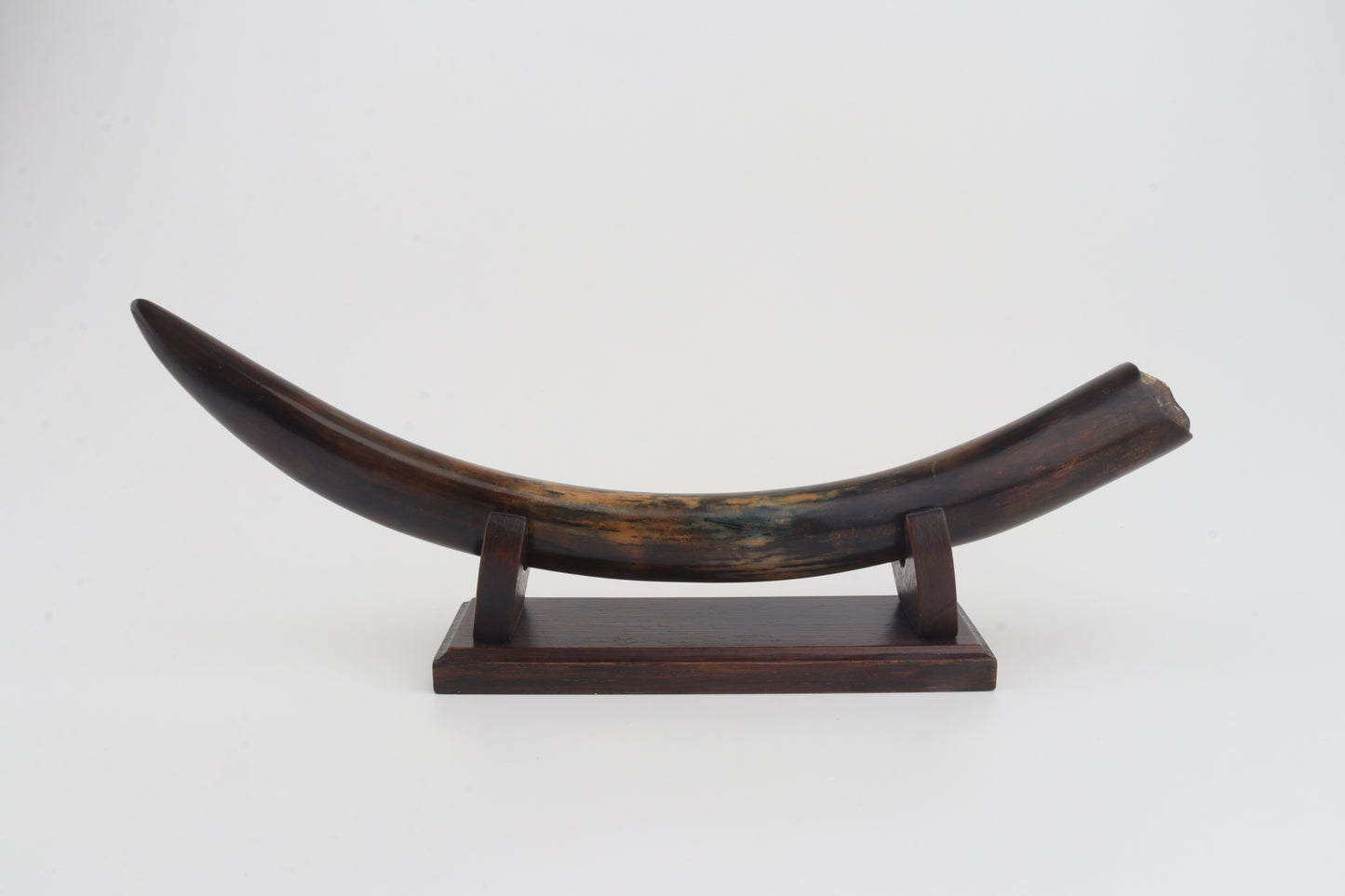 Restored woolly mammoth tusk