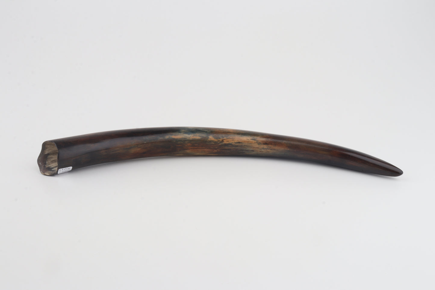 Restored woolly mammoth tusk