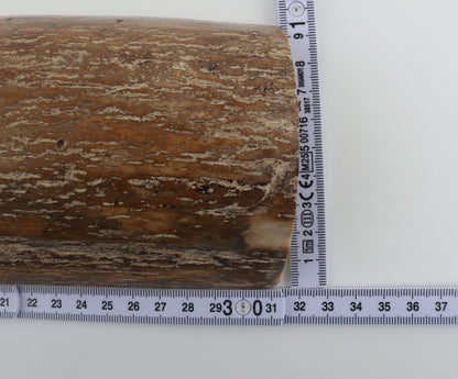 Beige mammoth bark