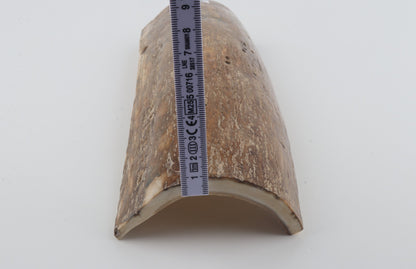 Beige mammoth bark