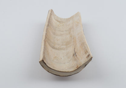 Beige mammoth bark