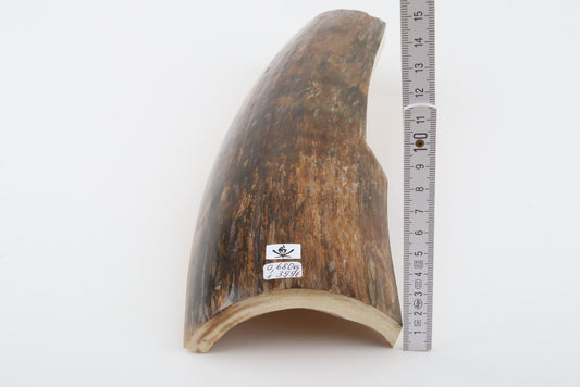 Brown mammoth bark
