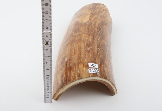 Beige mammoth bark