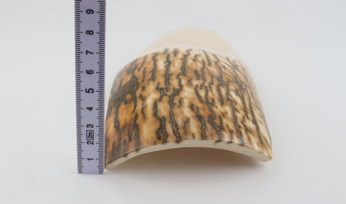 Natural mammoth ivory piece