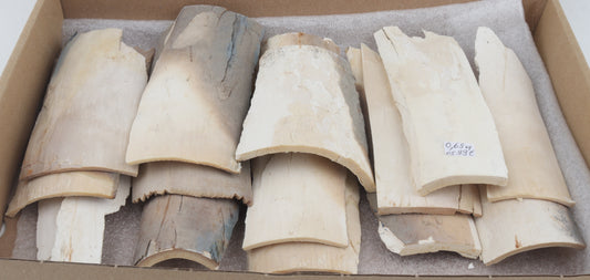 Untreated mammoth ivory pieces
