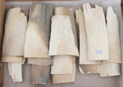 Untreated mammoth ivory pieces