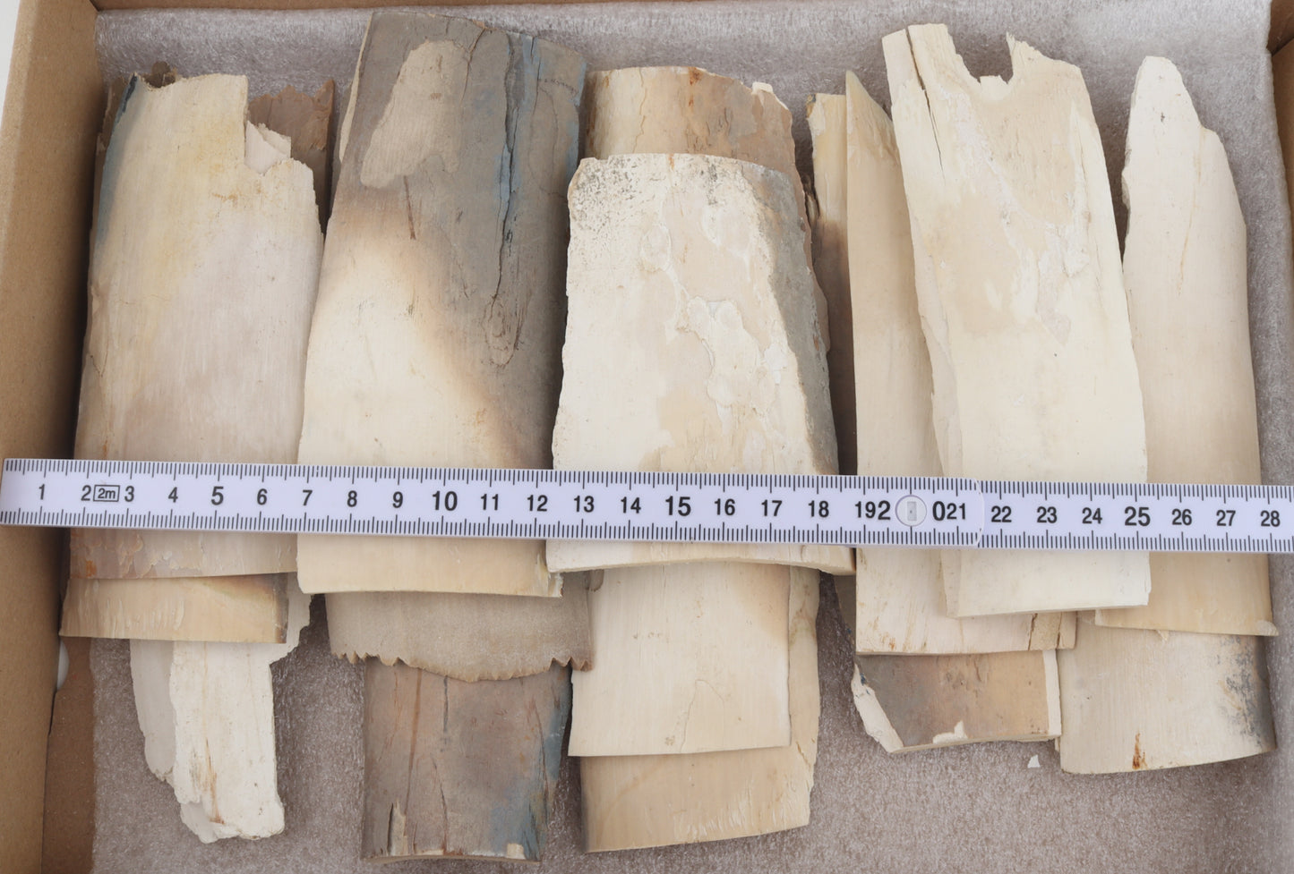 Untreated mammoth ivory pieces