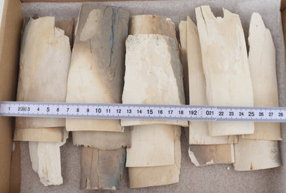 Untreated mammoth ivory pieces