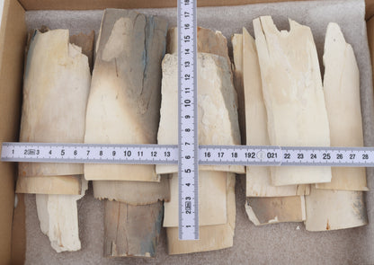 Untreated mammoth ivory pieces