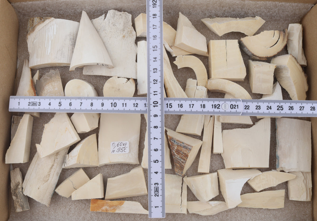 White mammoth ivory pieces