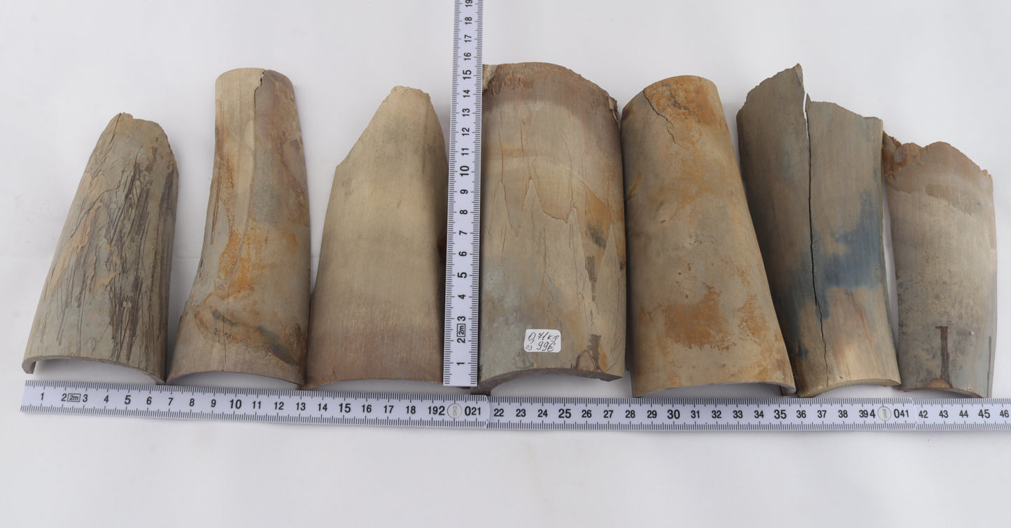 Untreated mammoth ivory pieces