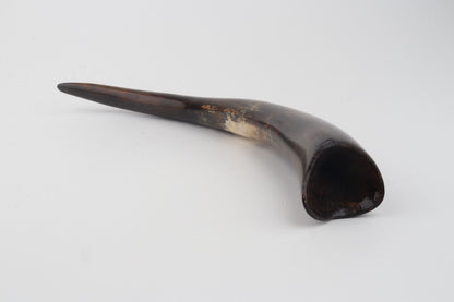 Restored woolly mammoth tusk