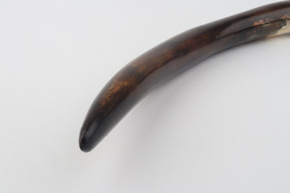 Restored woolly mammoth tusk