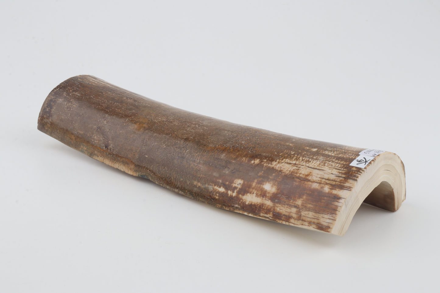 Brown mammoth bark
