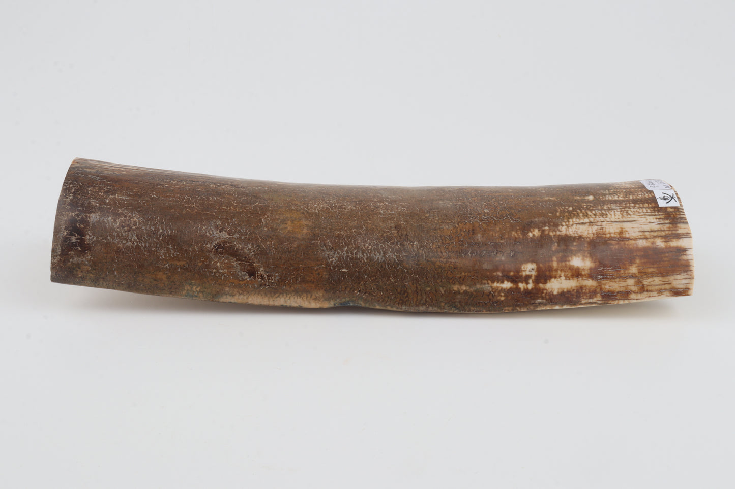 Brown mammoth bark