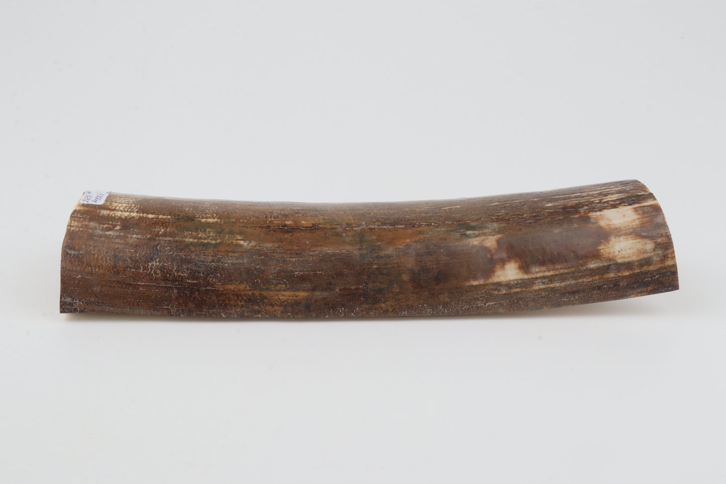 Brown mammoth bark