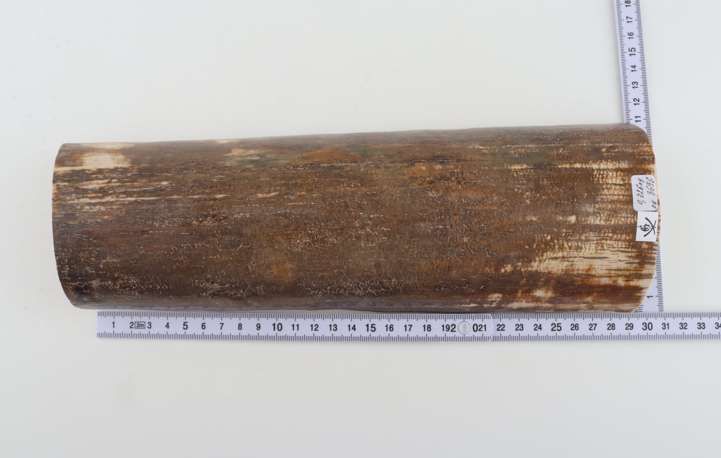Brown mammoth bark