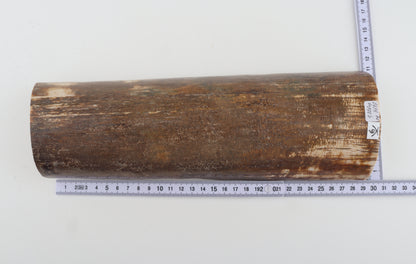 Brown mammoth bark