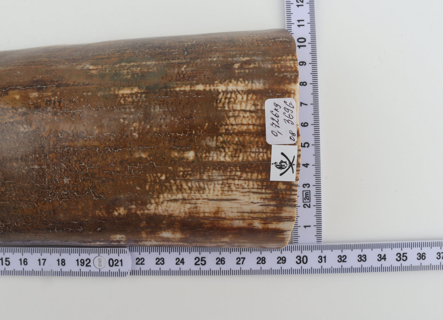 Brown mammoth bark