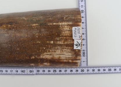Brown mammoth bark
