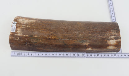 Brown mammoth bark