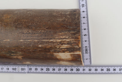 Brown mammoth bark