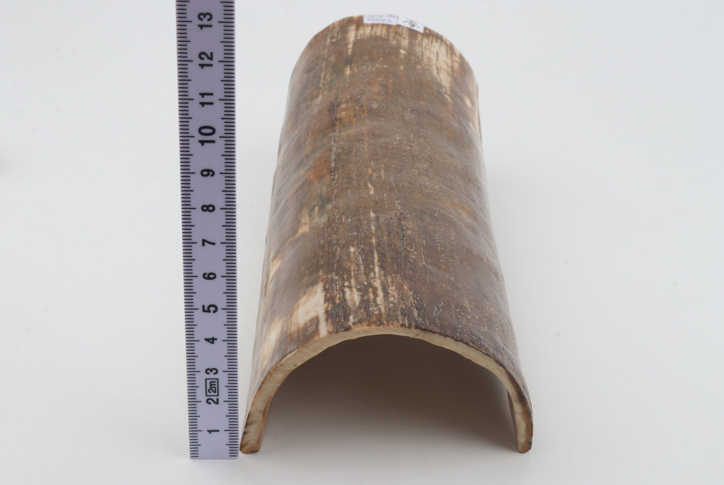 Brown mammoth bark