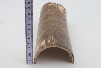 Brown mammoth bark