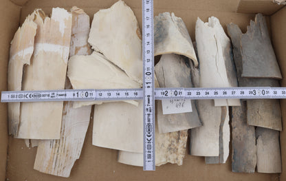 Raw mammoth ivory pieces