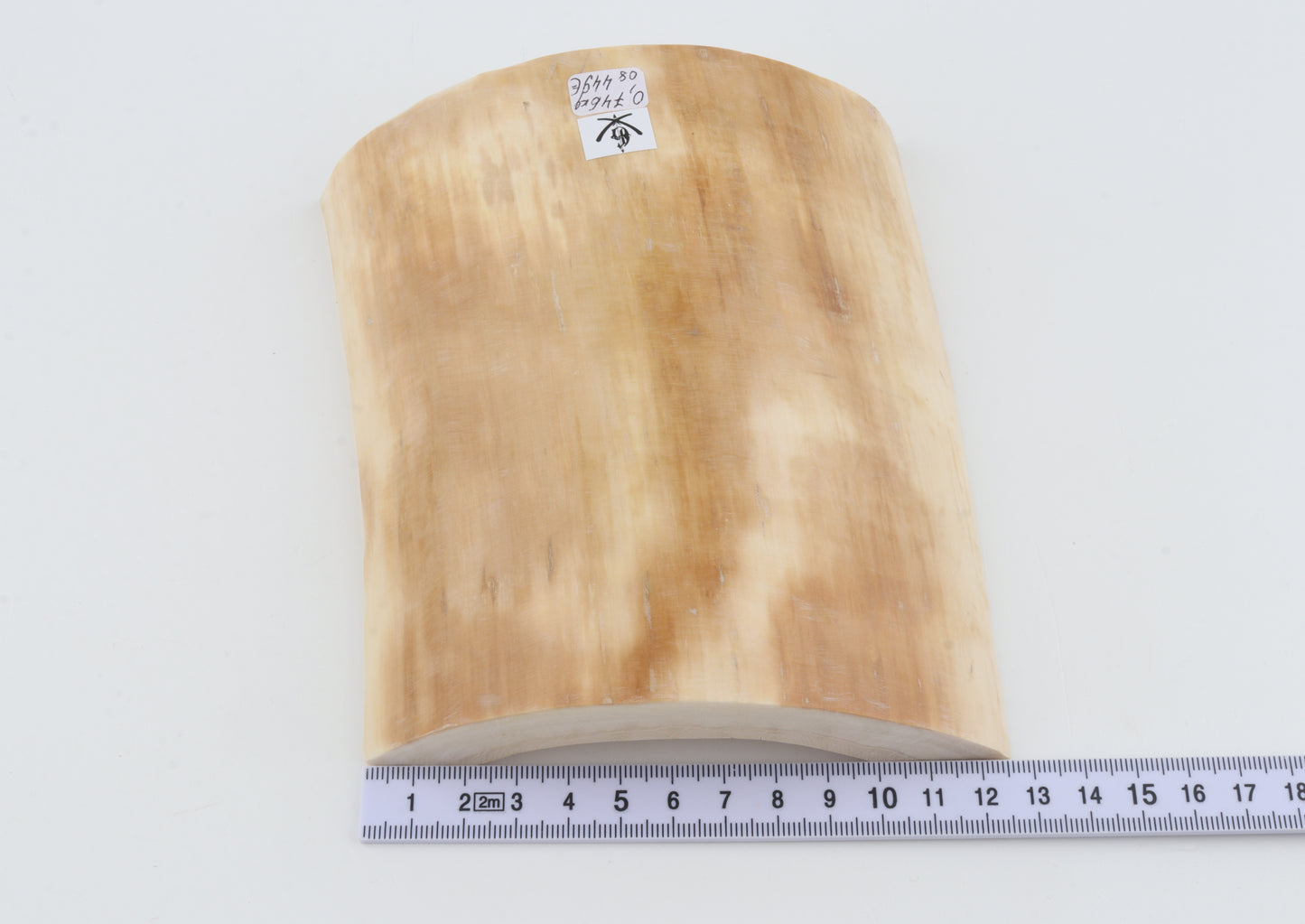 White mammoth ivory segment