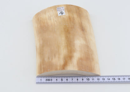 White mammoth ivory segment