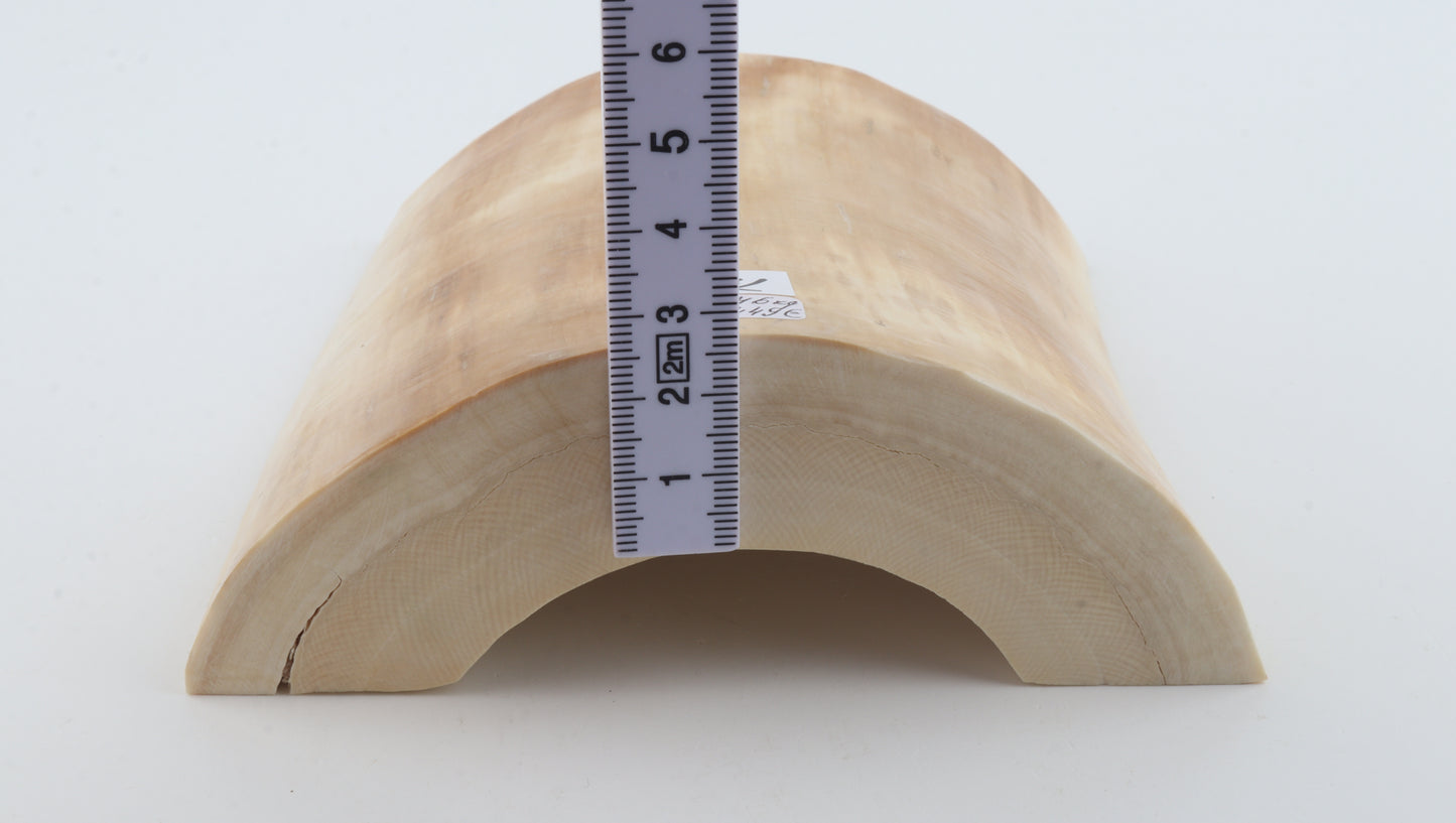 White mammoth ivory segment