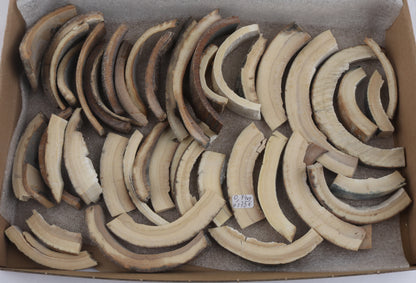 Raw mammoth ivory pieces