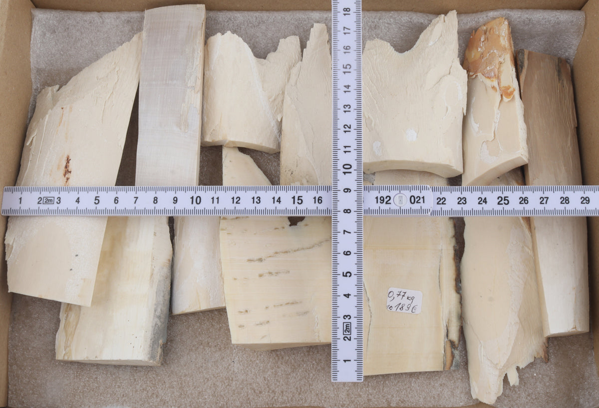 White mammoth ivory pieces