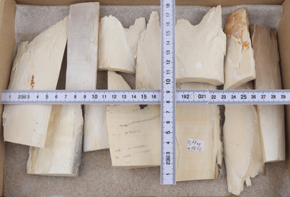 White mammoth ivory pieces