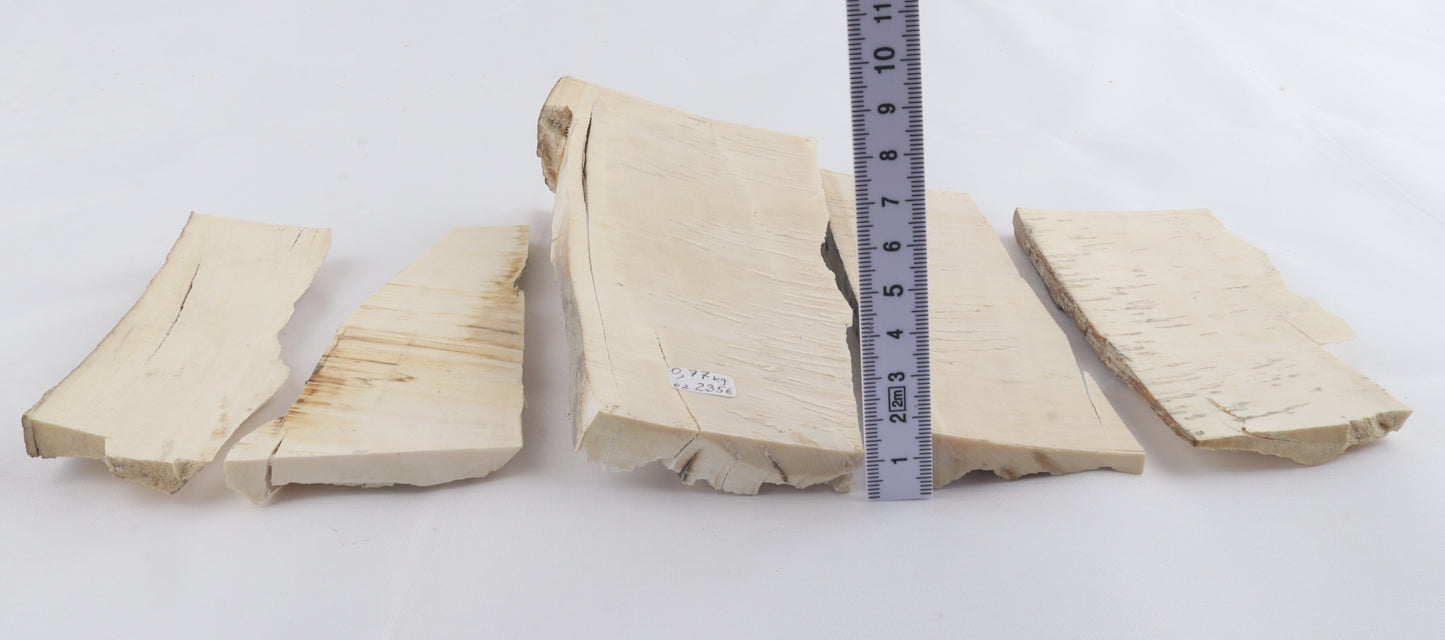 Raw mammoth ivory pieces
