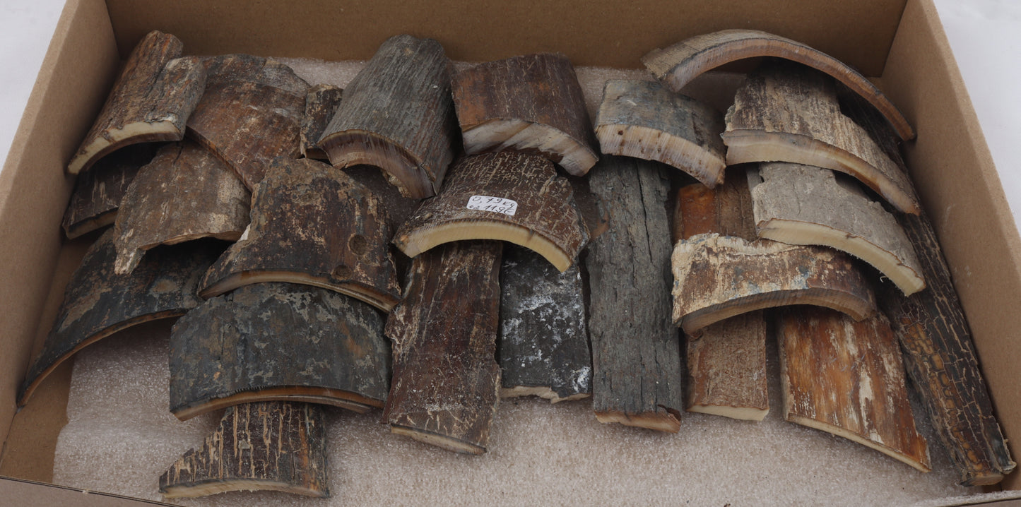 Untreated mammoth bark pieces