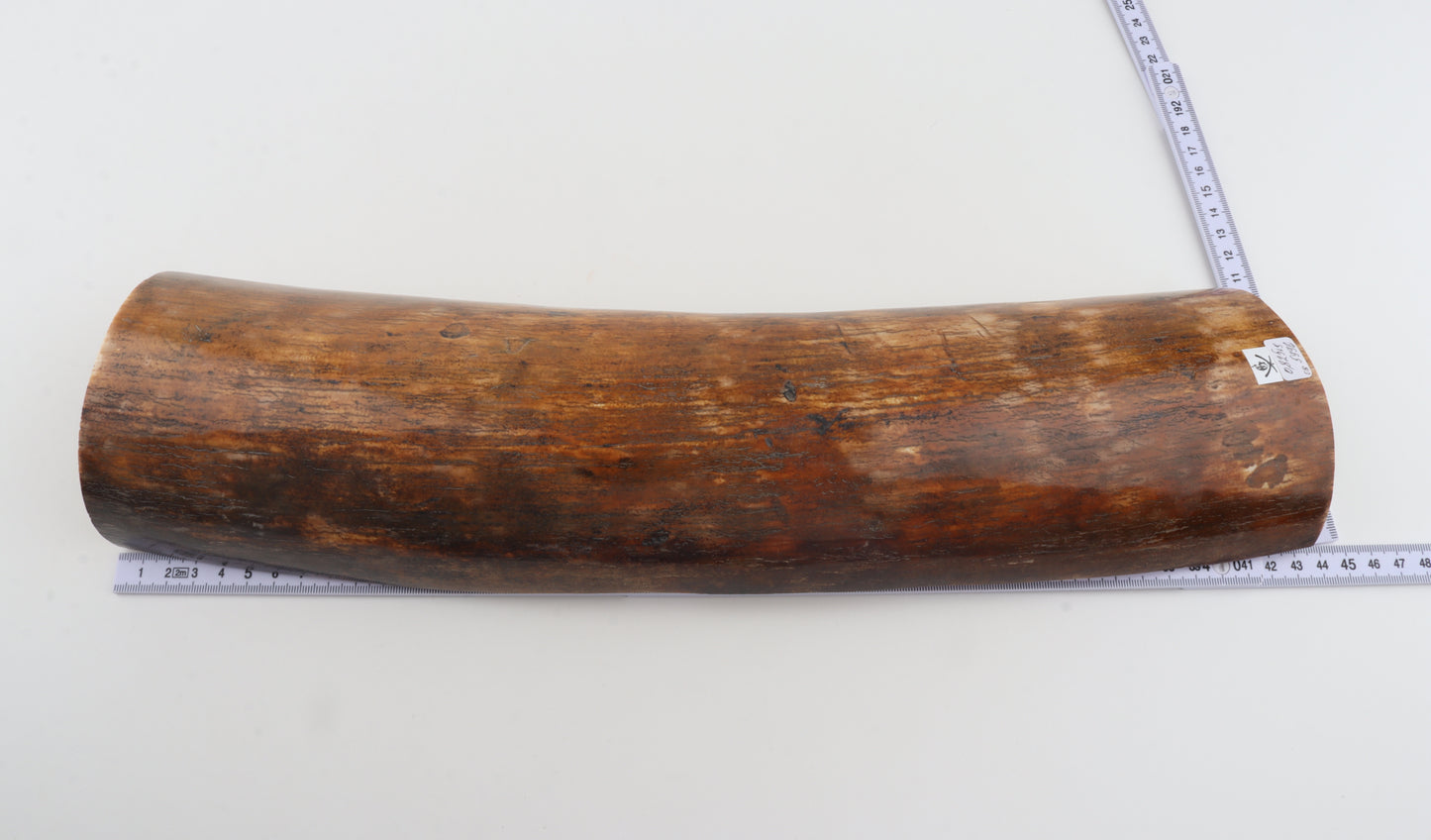 Brown mammoth bark