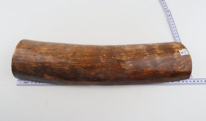 Brown mammoth bark