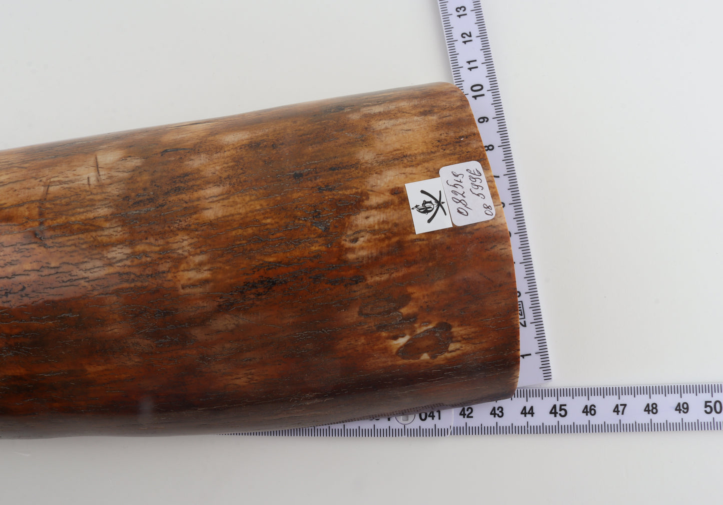 Brown mammoth bark