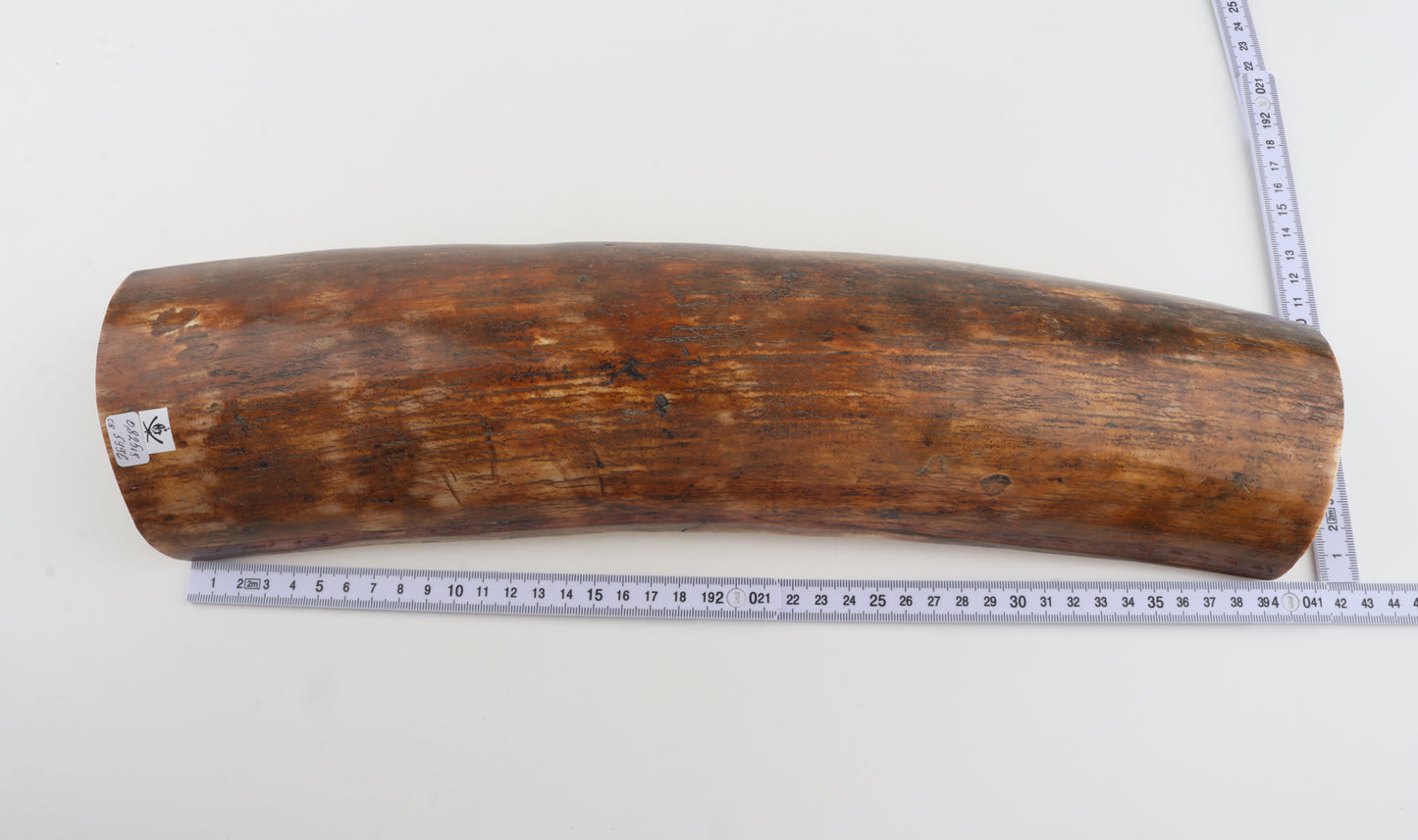 Brown mammoth bark