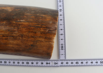 Brown mammoth bark