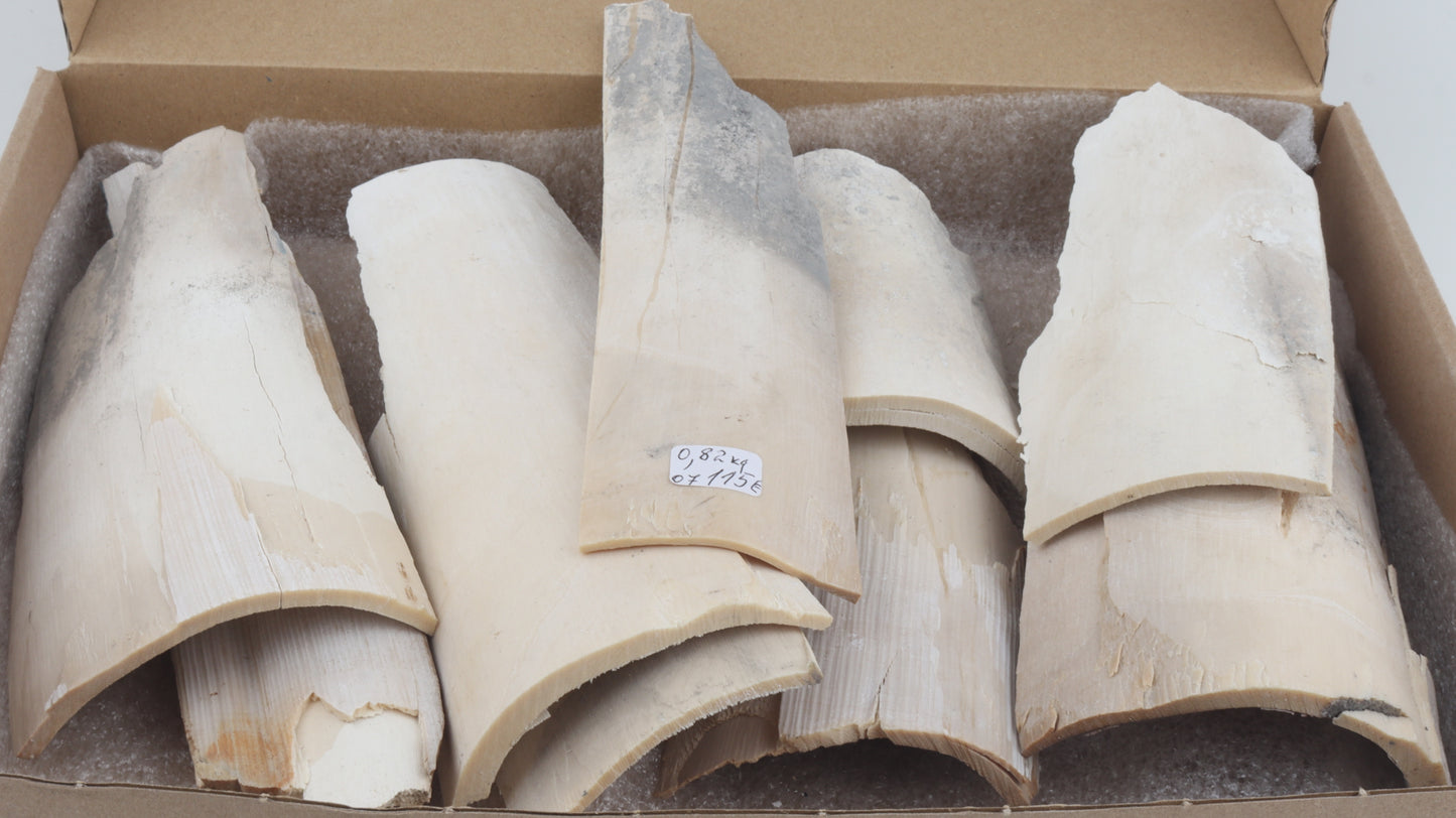 Raw mammoth ivory pieces