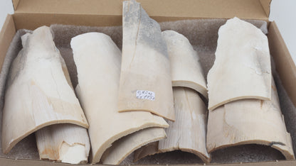 Raw mammoth ivory pieces