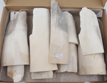 Raw mammoth ivory pieces