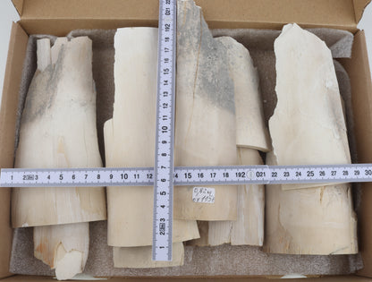 Raw mammoth ivory pieces