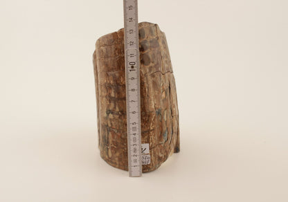 Mammoth tusk base section