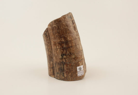 Mammoth tusk base section